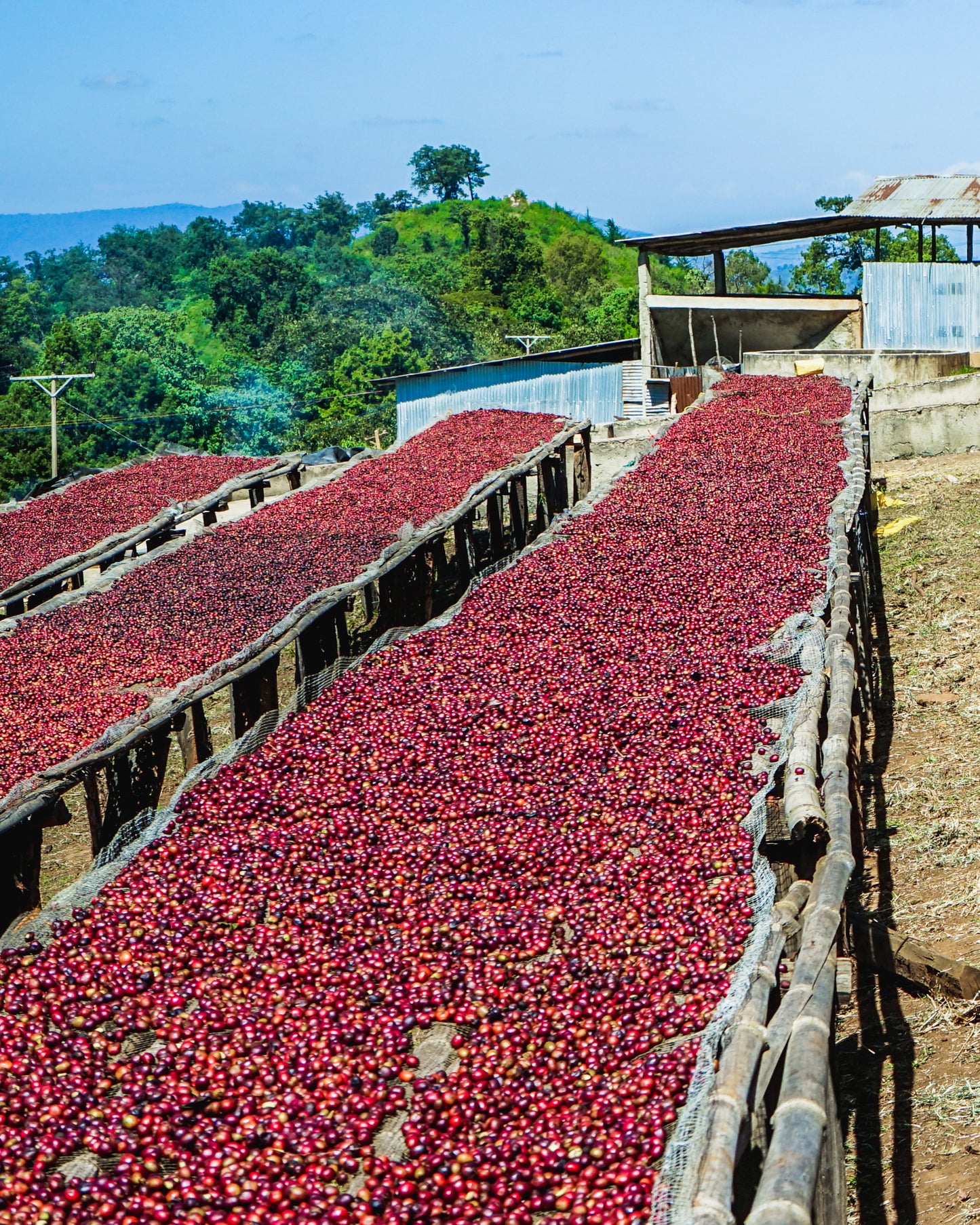 Ethiopia Shakiso (Washed Processed)