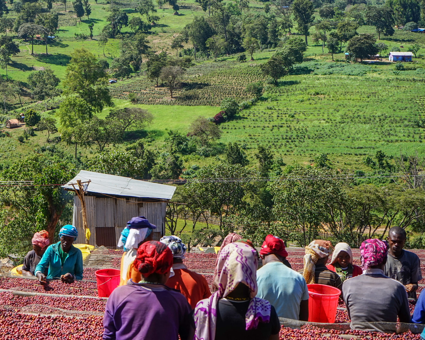 Ethiopia Shakiso (Washed Processed)