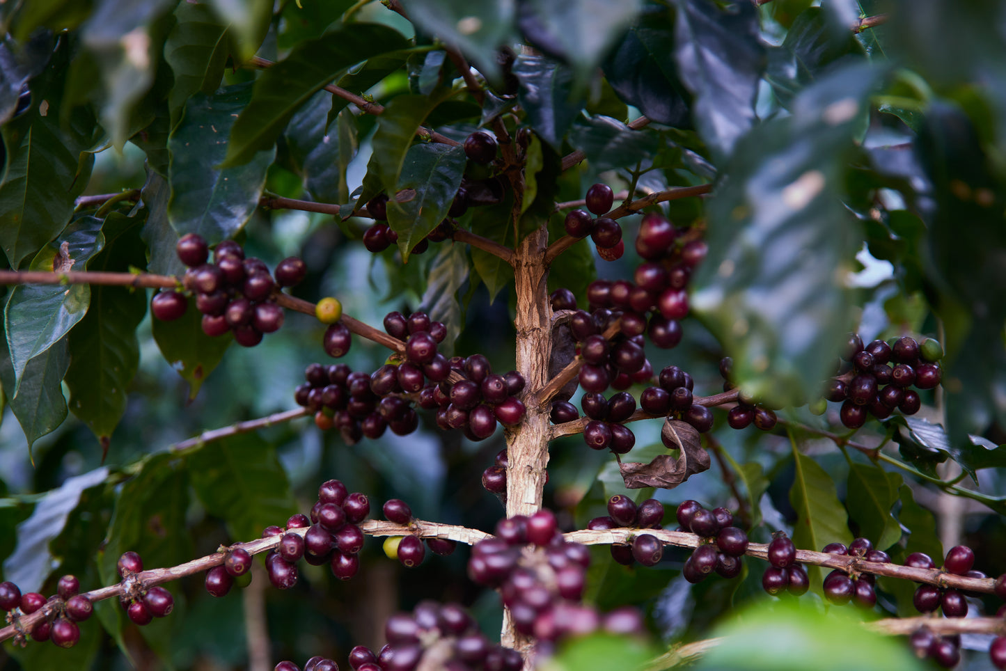 Guatemala San Martin