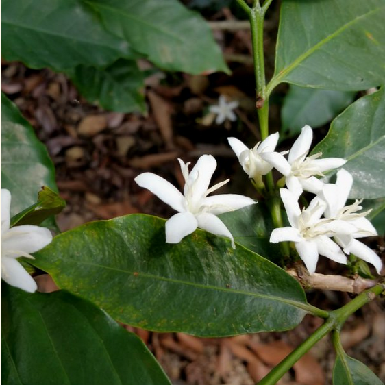 Peru Norandino