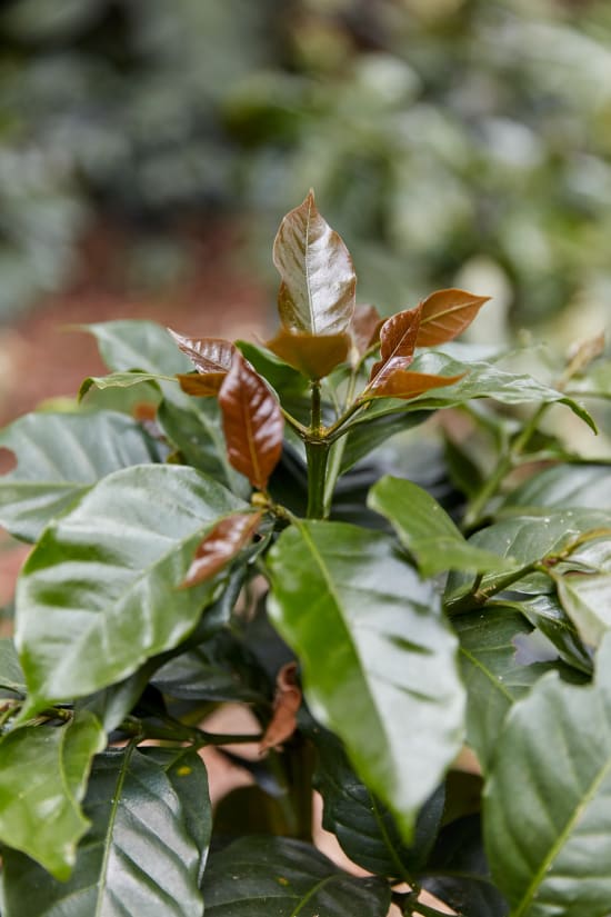 Colombia Nariño