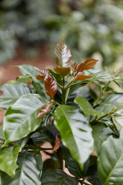 Colombia Nariño