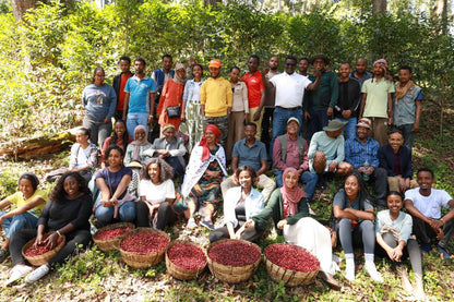 Ethiopia Shakiso (Washed Processed)