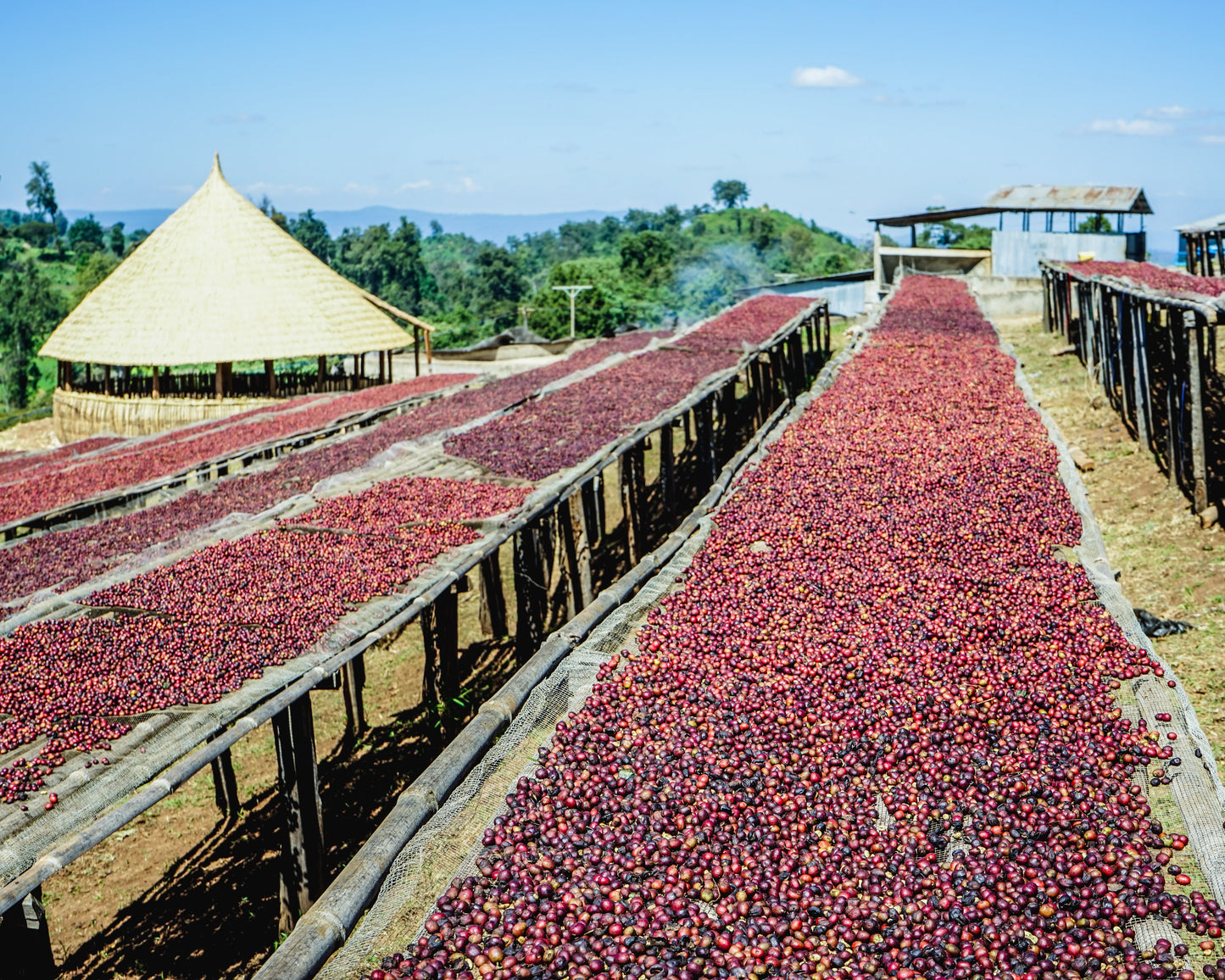 Ethiopia Guji (Natural Processed)