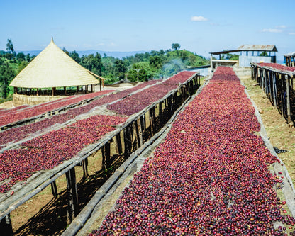 Ethiopia Guji (Natural Processed)