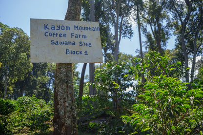 Ethiopia Shakiso (Washed Processed)