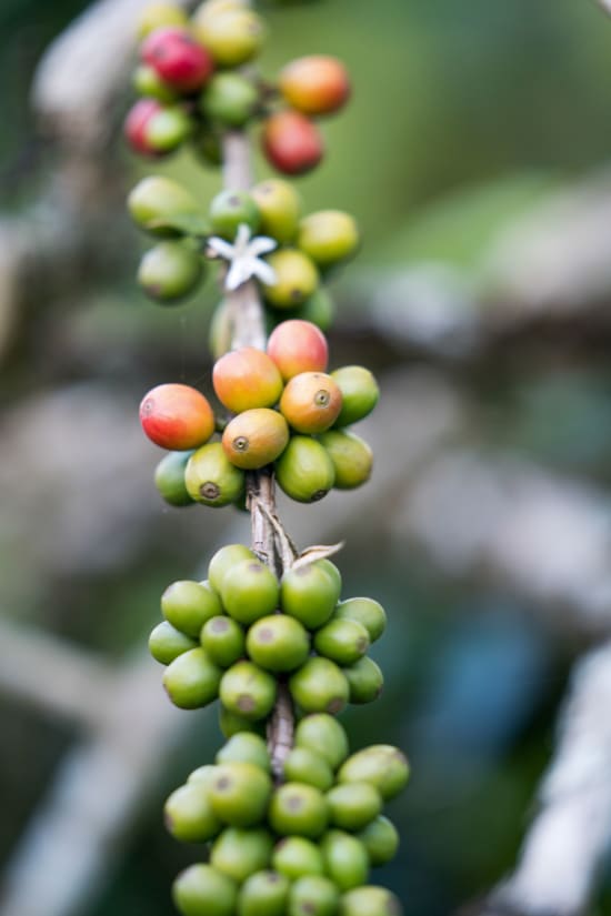 Sumatra Aceh