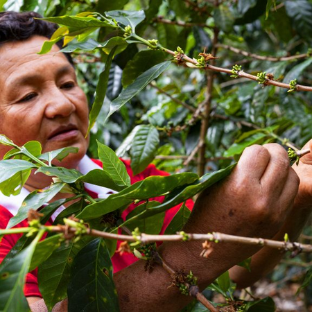 Peru Approcurma